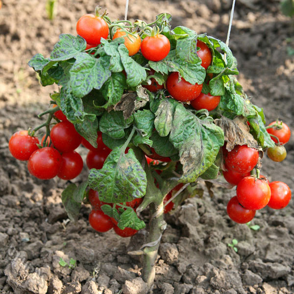 низкорослые томаты