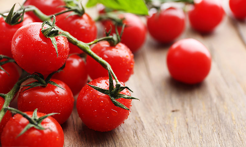 самый урожайный сорт томатов