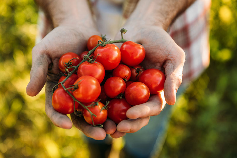 сбор урожая томатов