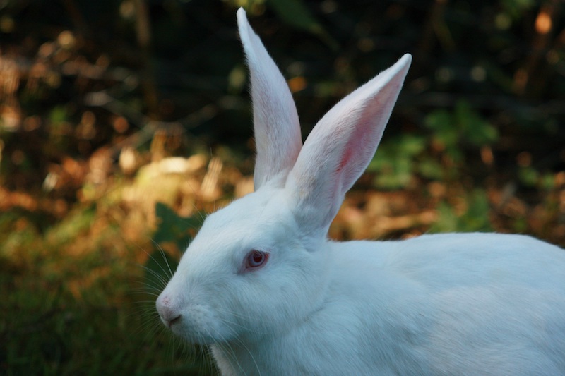 кролик белый
