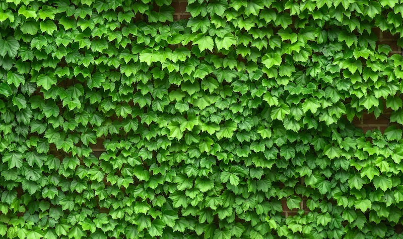 зеленые листья на стене дома