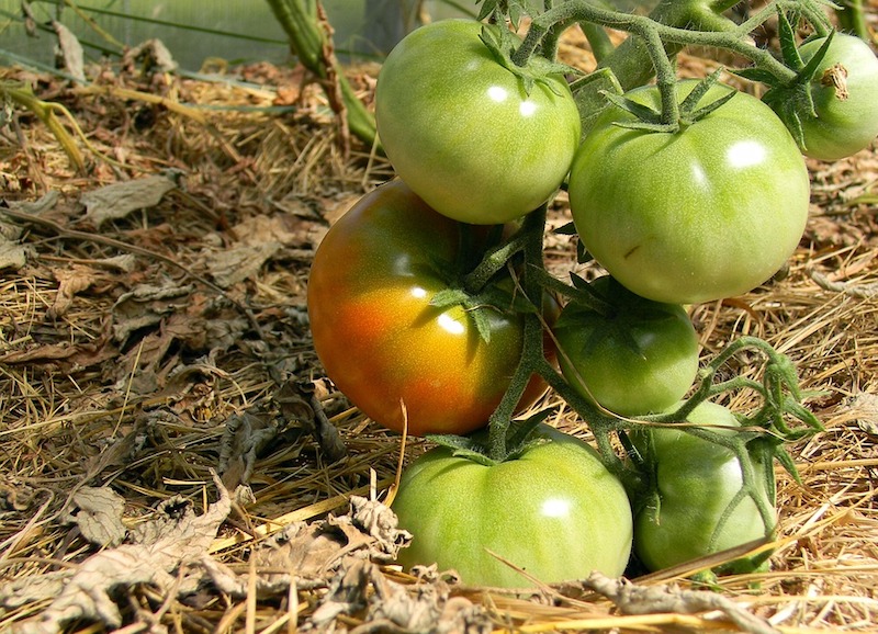 мульчирование томатов